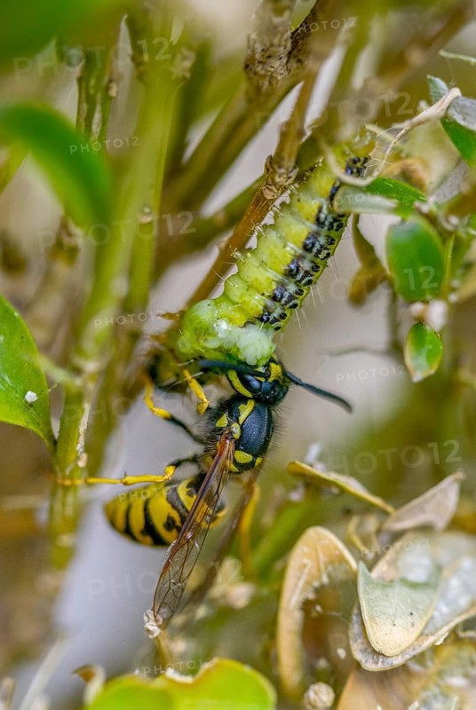 Box tree moth, boxwood moth, boxwood moth, cydalima perspectalis, real wasps, common wasp, hymenoptera, short-headed wasps, vespula vulgaris, yellowjacket, moth, prey, capture, common wasp, wrinkle wasps, high size, portrait format, hunting, inchworm, insects, hunting, moth, caterpillar, butterflies, pest control, wasp, wasp