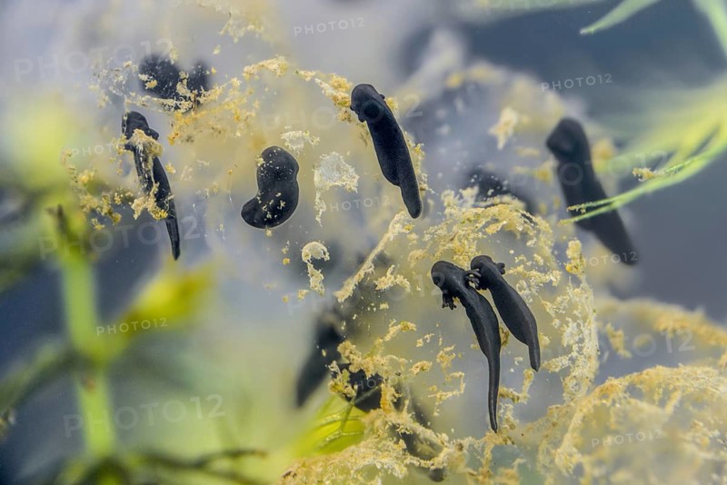 Common frog, common frog, rana temporaria, amphibians, amphibians, freshly hatched, frog, frog, young animal, juvenile, tadpole, larva, amphibians, hatching, tadpole