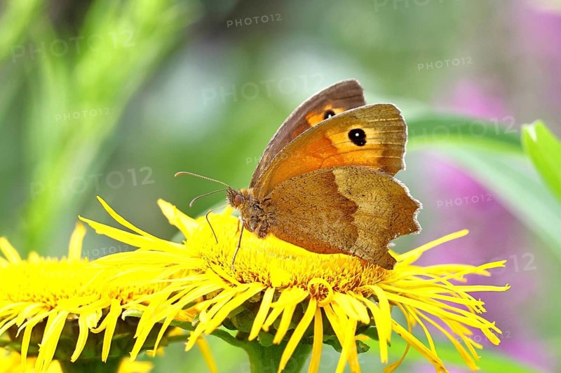 Meadow Brown (Maniola jurtina), feeding on nectar from a yellow coneflower (Rudbeckia) bloom, beautiful bokeh in the background, wildlife, insects, butterflies, diurnal butterflies, close-up, macro photograph, Wilnsdorf, North Rhine-Westphalia, Germany