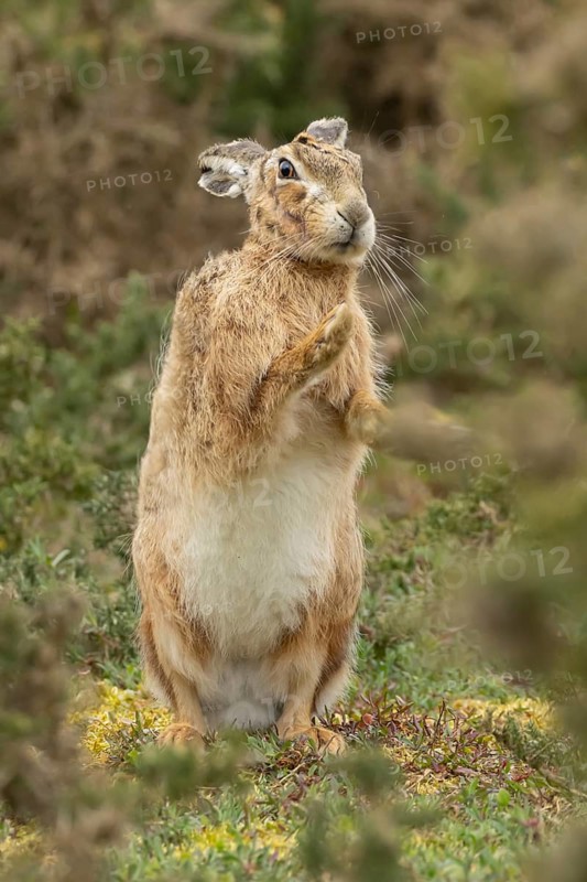 European brown hare (Lepus europaeus) adult animal stretching in grassland, England, United Kingdom