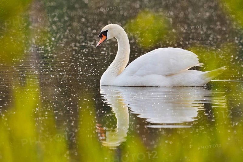 Mute Swan (Cygnus olor), North Rhine-Westphalia, Germany