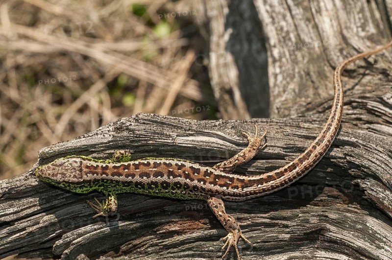 2010, Brandenburg, Germany, Lacerta Agilis, Nabu, national natural heritage, natural paradise Grünhaus, sand lizard, post-mining landscape, critters, lizards, greenhouse, reptiles