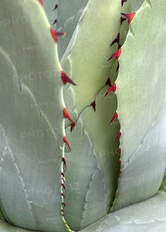 Leaves of an agave (Agave) with red spines along the edges, close-up, Botanical Garden, Bavaria, Germany