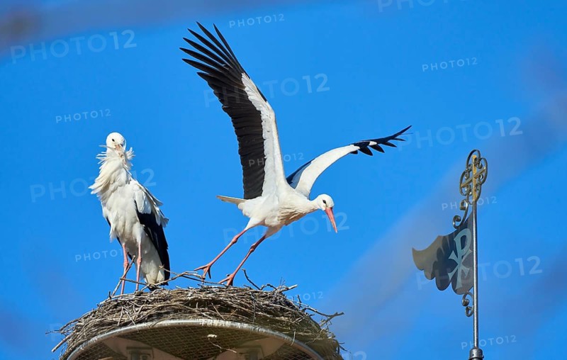 Couple of wihite storks (Ciconia Ciconia) nesting on a chuch roof in upper Swabia, Baden Wuerttemberg, Germany