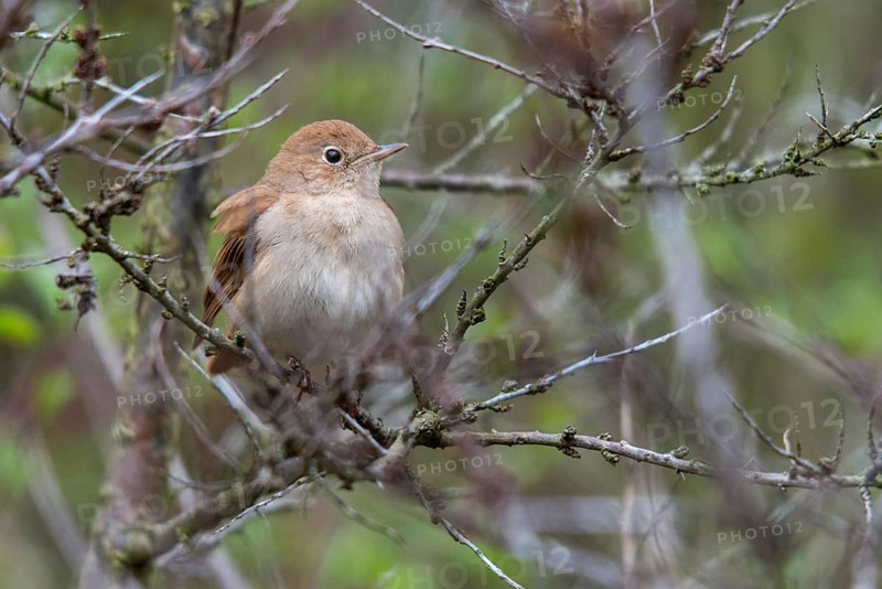 Brandenburg, Germany, Luscinia megarhynchos, Nabu project, nightingale, national natural heritage, natural paradise Grünhaus, nightingale, post-mining landscape, birds, greenhouse, passeri, songbirds, songbirds, birds