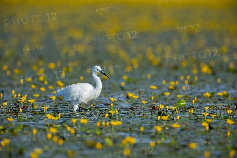Little Egret (Egretta garzetta) Hungary