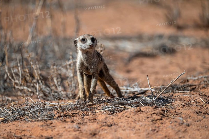 Running meerkat (Suricatta suricata), Kgalagadi Transfrontier Park, Northern Cape, South Africa