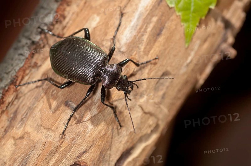 Calosoma inquisitor, small doll predator, climbing beetle, lesser searcher, beetle, coleoptera, insects, beetles