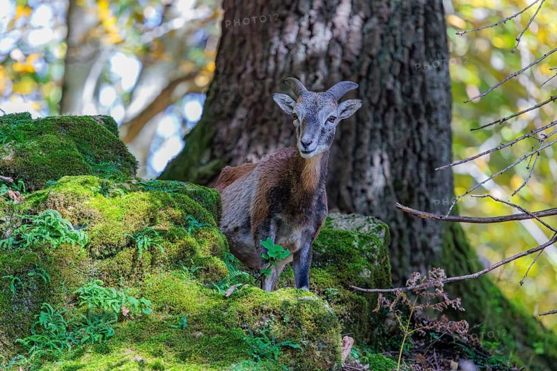 A female European mouflon (Ovis aries musimon) stands in a forest on a rocky slope, in the background, leaves bathed in light are visible. Czech Republic