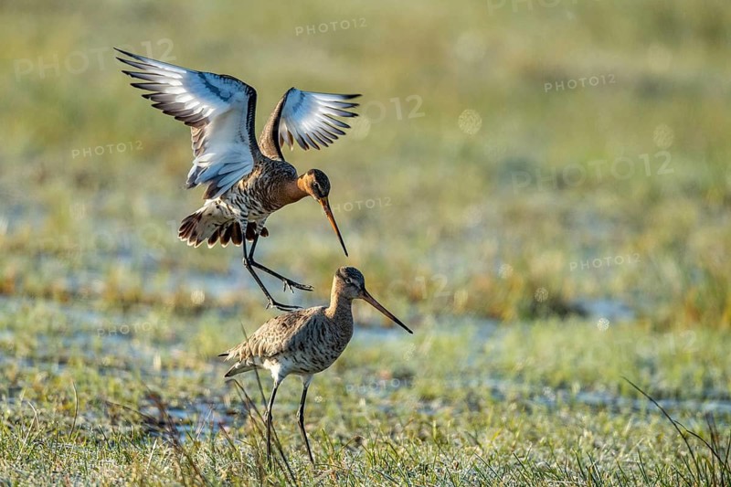 Black-tailed Godwit (Limosa limosa) in a wet meadow, mating, Lake Dümmer, Ochsenmoor, Hüde, Lower Saxony, Germany