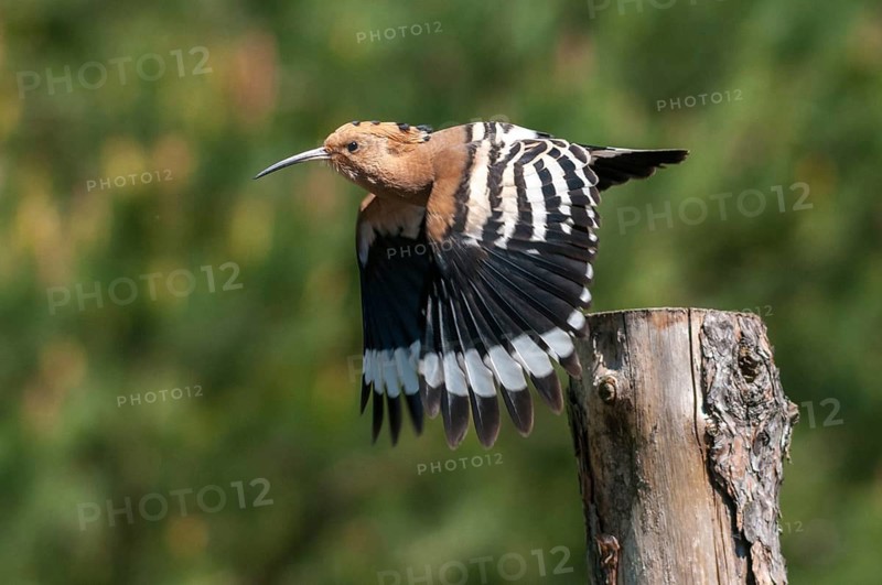 Brandenburg, Germany, Hoopoe, Nabu, national natural heritage, Grünhaus natural paradise, upupa epops, hoopoe, post-mining landscape, birds, green house, upupidae, birds
