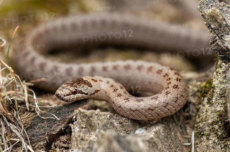 Coronella Austriaca, smooth snake, critters, reptilia, reptilia, reptiles, snakes, snakes