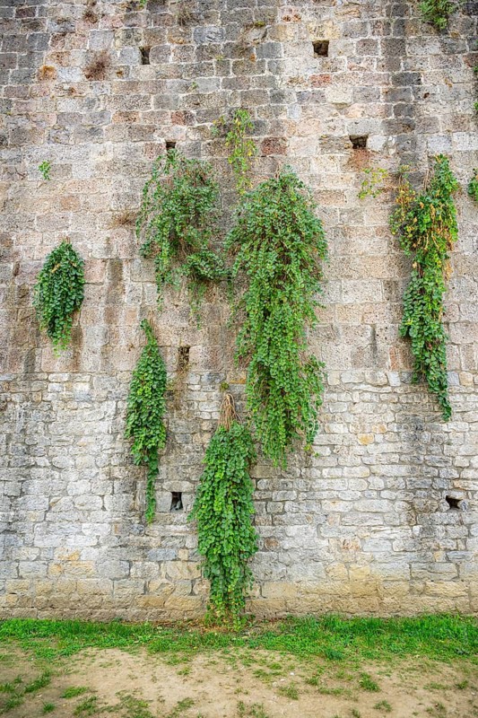 Caper bushes (Capparis spinosa) growing at the walls next to Pisa tower, Tuscany, UNESCO World Heritage, Italy, Europe, Europe