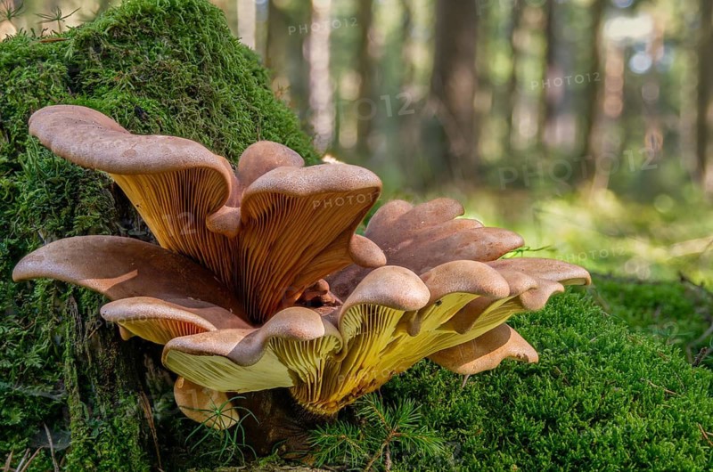 Paxillus atrotomentosus, velvet foot wood crempling, velvet foot crempling, tapinella atrotomentosa, sausage salad mushroom, fungi, velvet roll-rim, velvet-footed pax