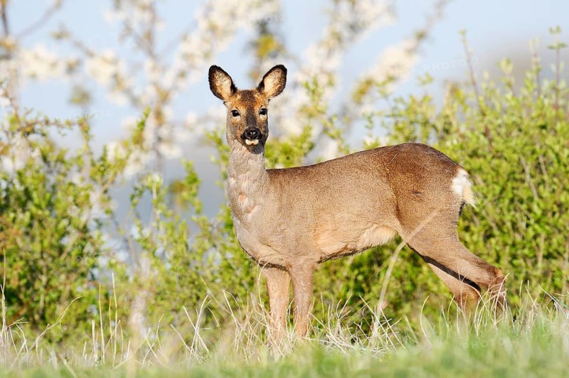 European roe deer (Capreolus capreolus), female roe deer in spring, North Rhine-Westphalia, Germany