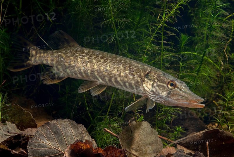 Esox Lucius, pike, pike, predatory fish, fishes, northern pike, pisces