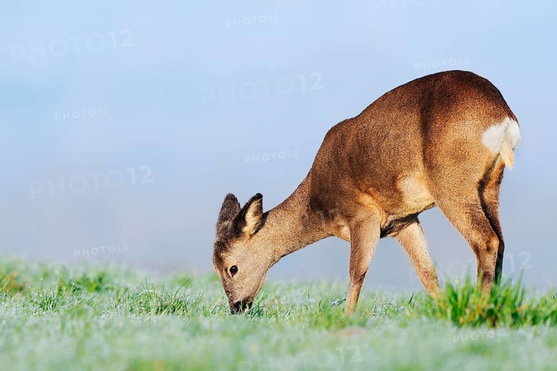 European roe deer (Capreolus capreolus), doe standing in a meadow and eating, Lower Saxony, Germany