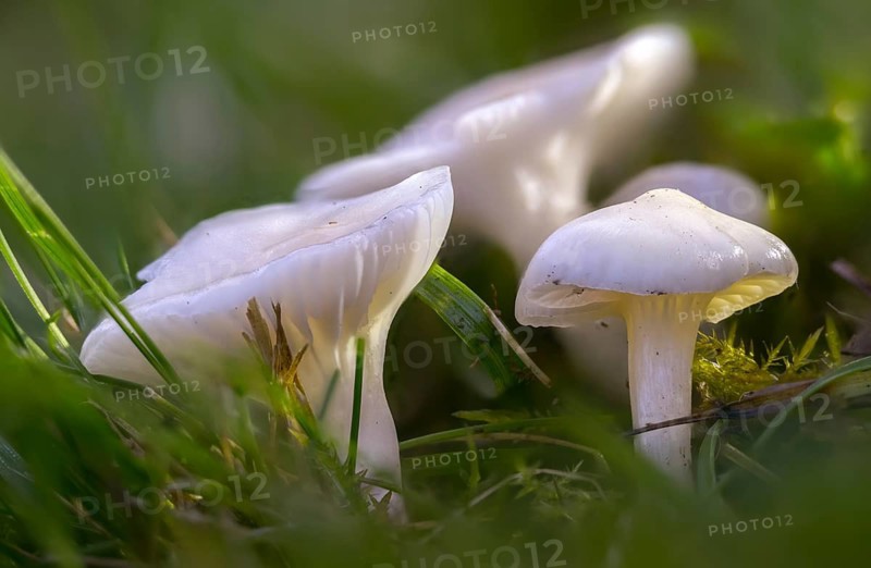 Camarophyllus virgineus, cuphophyllus virgineus, ellerling, glassy white ellerling, hygrocybe nivea, hygrocybe virginea, maiden cellling, snow-white ellerling, white sapling, white meadow celery, fungi, mushrooms, snowy waxcap