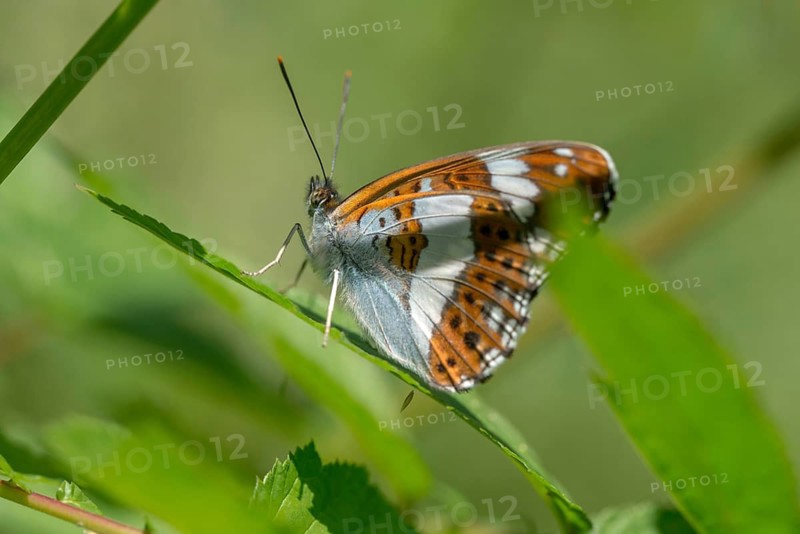 Small kingfisher, Ladoga camilla, limenitis camilla, white admiral, butterfly, insects, butterfly, butterflies