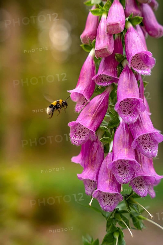 Close-up of a bee pollinating a fuchsia flower, Simmelhütte, Bad Wildbad. germany