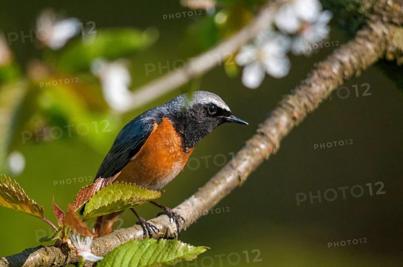 Redtail, Phoenicurus phoenicurus, redstart, birds, garden birds, male, passeri, songbirds, birds