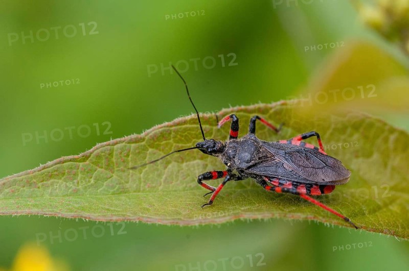 Ringed murder bug, heteroptera, murder bug, red-banded assassin bug, reduviidae, rhinocoris annulatus, rhynocoris annulatus, insects, predatory bugs, bedbugs