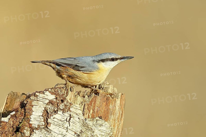 A nuthatch (Sitta europaea) climbing a birch trunk, animals, birds, Wilnsdorf, North Rhine-Westphalia, Germany