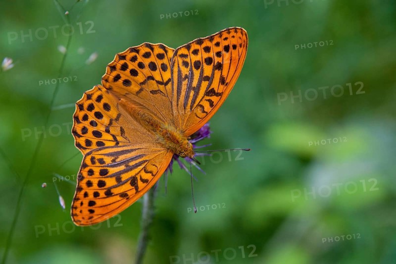 Argynnis Paphia, Kaisermantel, Silver-Washed Fritillary, Butterfly, Insects, Butterfly, Butterflies, Butterflies