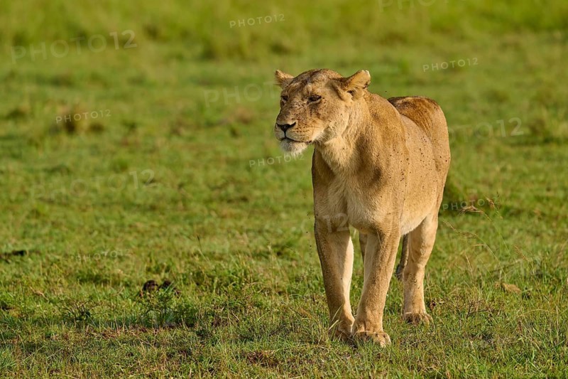 A lioness strides calmly across the savannah meadow, lion (Panthera leo), Masai Mara National Reserve, Narok County, Kenya