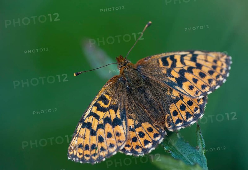Boloria aquilonaris, cranberry fritillary, high moor mother-of-pearl butterfly, cranberry moth, butterfly, insects, butterfly, butterflies
