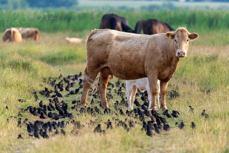 Artiodactyla, bos primigenius taurus, cattle, even-toed ungulate, Germany, large Schwerin, domestic cattle, Mecklenburg, cloven-hoofed, starling, sturnus vulgaris, birds, domesticated animals, extensive grazing, pet, cow, mammals, Müritz, nature reserve, passeri, cattle, swarm, songbirds, songbirds, mammals, flock of birds, birds