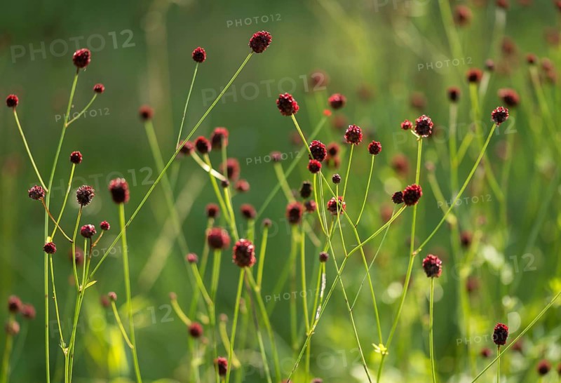 Large meadow button, rosaceae, rose family, sanguisorba officinalis, meadow button, flora, great burnet, plants
