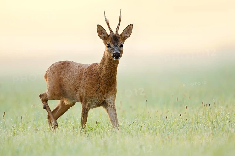 European roe deer (Capreolus capreolus), a roebuck standing in a meadow, North Rhine-Westphalia, Germany