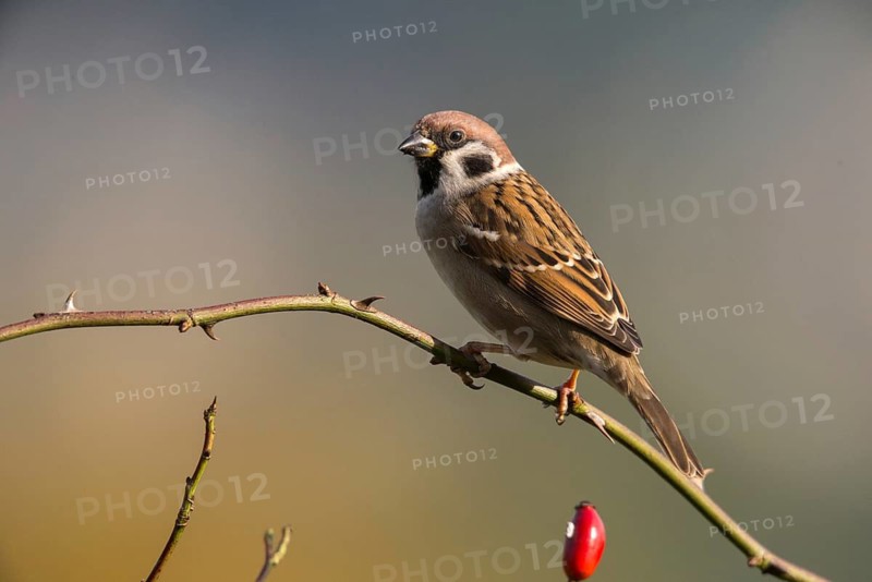 Tree Sparrow, Passer Montanus, Sparrow, Tree Sparrow, Birds, Passeri, Songbirds, Sparrow, Sparrow, Sparrow, Sparrow, Sparrow, Birds