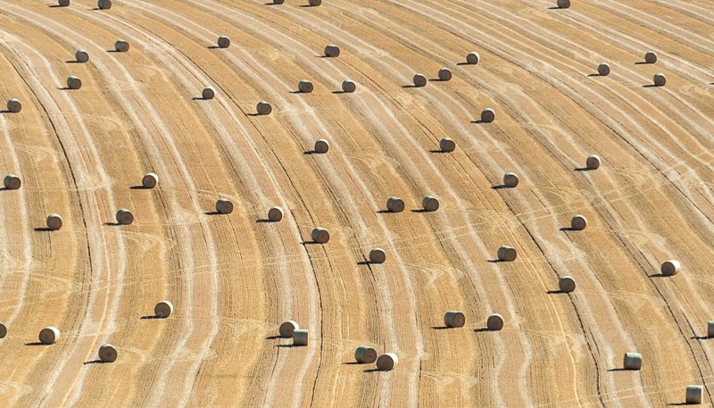 Golden hay bales resting in Limagne plain. Puy de Dome. Auvergne Rhone Alpes. France