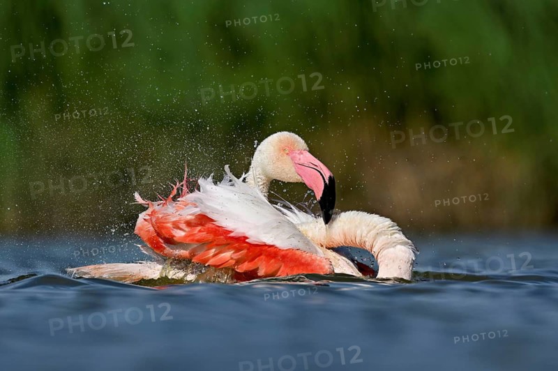 A greater flamingo (Phoenicopterus roseus) bathing in a pond, Camargue Regional Nature Park, southern France