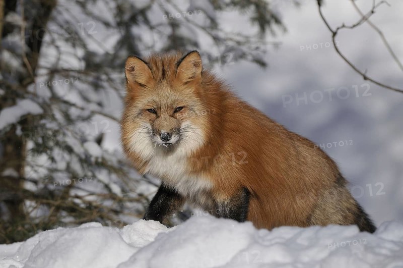 Red fox looking for food in the snow, Sauerland North Rhine-Westphalia, January 2009