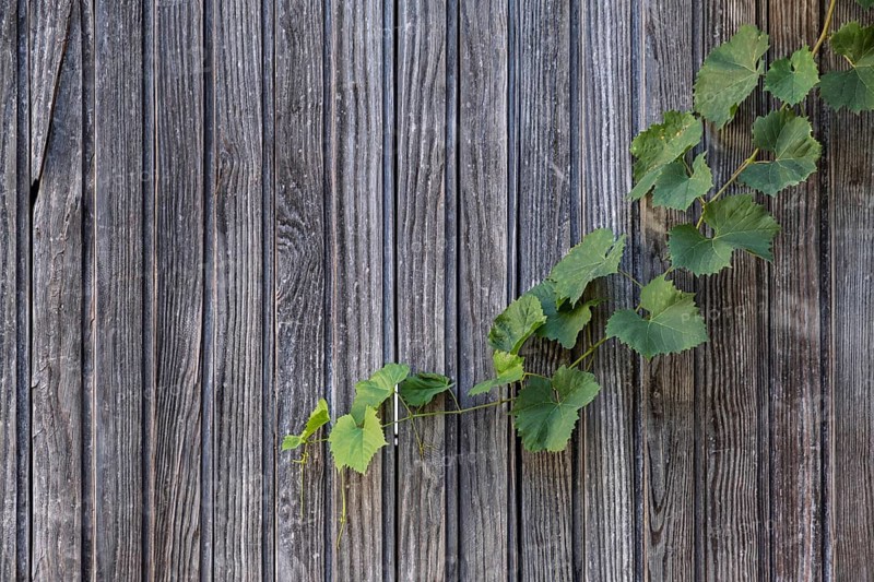 Vineyard on a wooden wall, Palatinate, Rhineland-Palatinate, Germany
