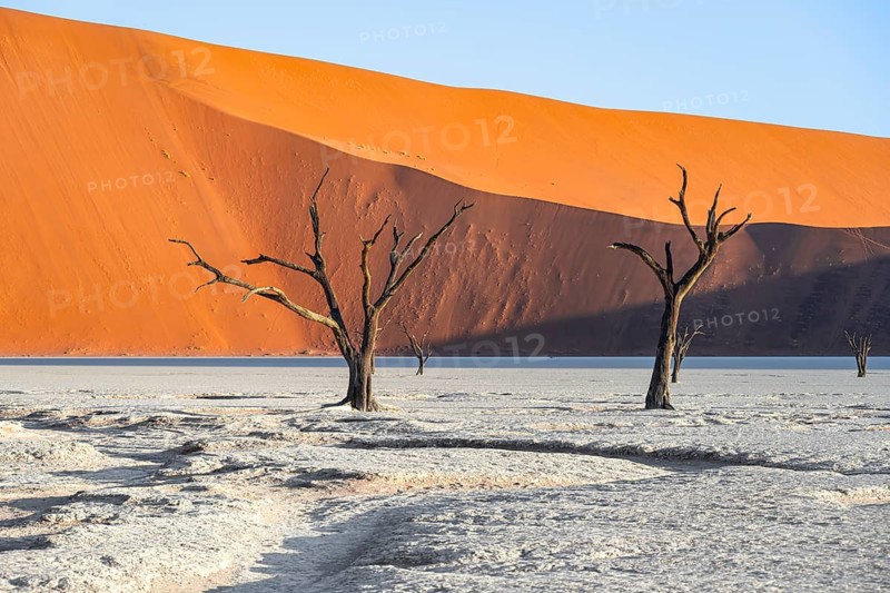 Dead camel thorn trees (Vachellia erioloba), red sand dunes, white salt pan, Dead Vlei, Sossusvlei, Namib Desert, Namib-Naukluft Park, Namibia