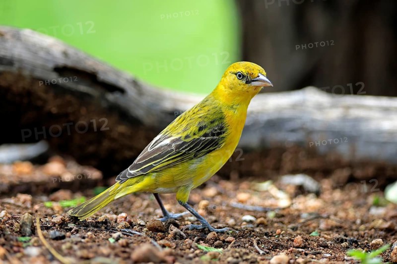 Eyeglass Weaver (Ploceus ocularis), adult, female, on the ground, alert, Kruger National Park, South Africa
