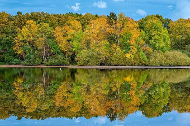 Autumn landscape at the Ahlhorn fish ponds, forest, Ahlhorn, Lower Saxony, Germany
