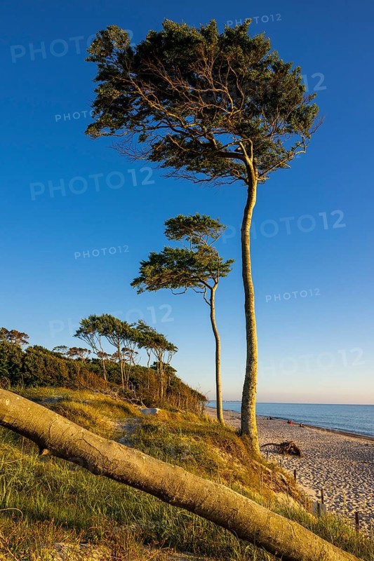 Pines on the western beach of Darß, sunset, Fischland, Darß, Zingst, Ahrenshoop, Mecklenburg-Western Pomerania, Germany