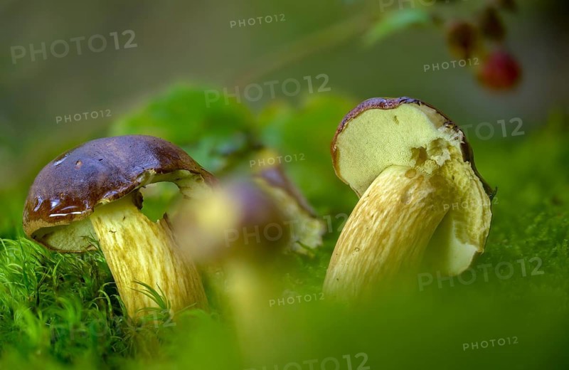 Bay bolete, blue mushroom, boletus badius, brown bonnet, browncap, grass mushroom, Imleria Badia, chestnut bolete, small porcini mushroom, Mary mushroom, chestnut bolete, sheep sponge, narrow mushroom, pine mushroom, Xerocomus badius, fungi, fungus, mushrooms