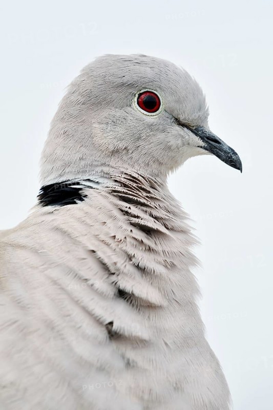 Eurasian Collared Dove (Streptopelia decaocto), portrait, Fuerteventura, Canary Islands, Spain