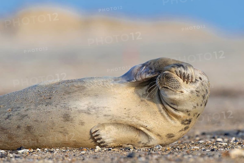 Grey seal (Halichoerus grypus), North Sea, Heligoland, Schleswig-Holstein, Germany