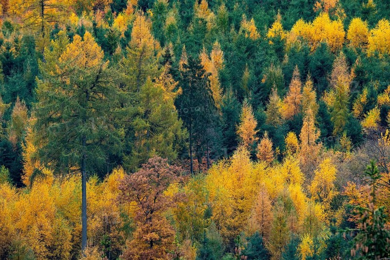 Mixed autumn forest, aerial view, Melle, Lower Saxony, Germany
