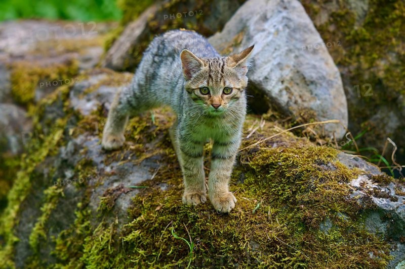 A young kitten stands on moss-covered stones and looks intently, young European wildcat (Felis silvestris), Hesse, Germany