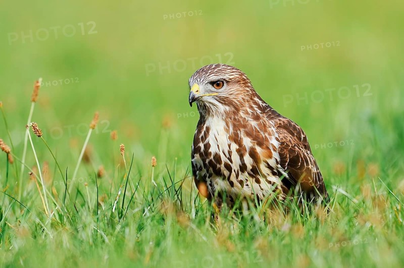 Common buzzard (Buteo buteo) in a meadow, North Rhine-Westphalia, Germany