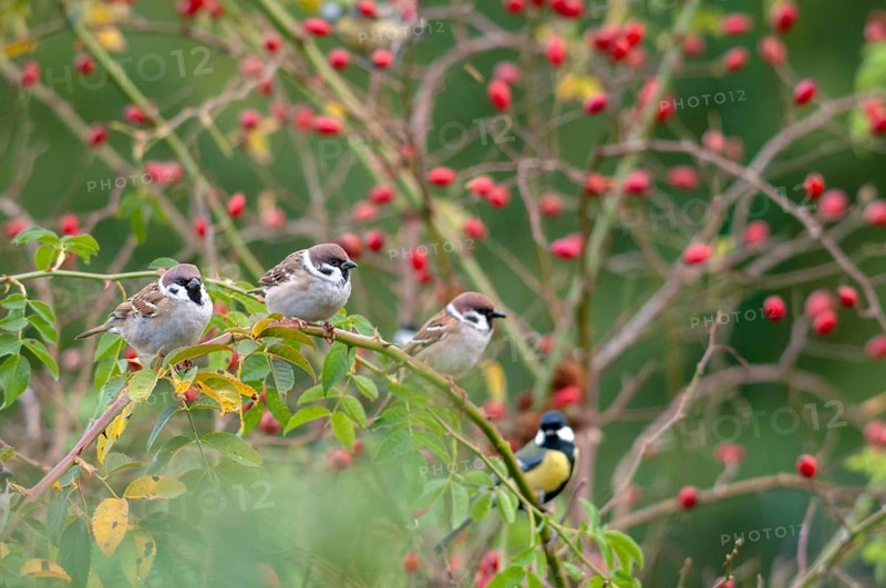 Tree sparrow, dog rose, Passer Montanus, pink canina, rosaceae, rose family, sparrow, autumn, birds, dog rose, flora, hedge, autumn, passeri, plants, songbirds, sparrow, sparrow, sparrow, sparrow, sparrow, sparrow, sparrow, sparrow, sparrow, sparrow, sparrow, sparrow, sparrow, sparrow, sparrow, sparrow, sparrow, sparrow, sparrow, sparrow, sparrow, sparrow, sparrow, sparrow, sparrow, sparrow, sparrow, sparrow, sparrow, sparrow, sparrow, sparrow, sparrow