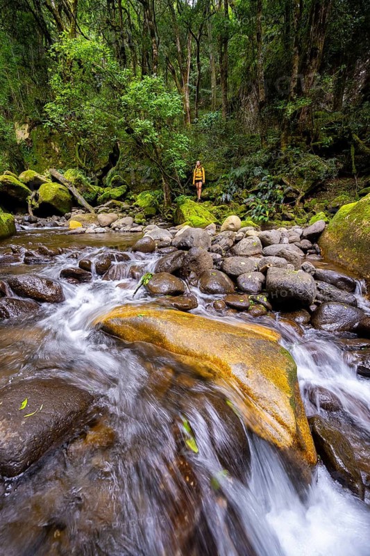 Mhlwazini River flows through thick forest, original mountain forest, Rainbow Gorge, Ukhahlamba-Drakensberg Park, KwaZulu-Natal, Drakensberg Mountains, South Africa